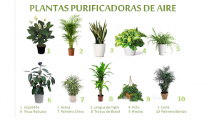 10 Plantas Purificadoras
