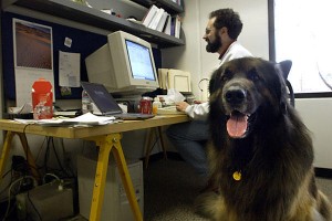 Mascotas en las oficinas de Google
