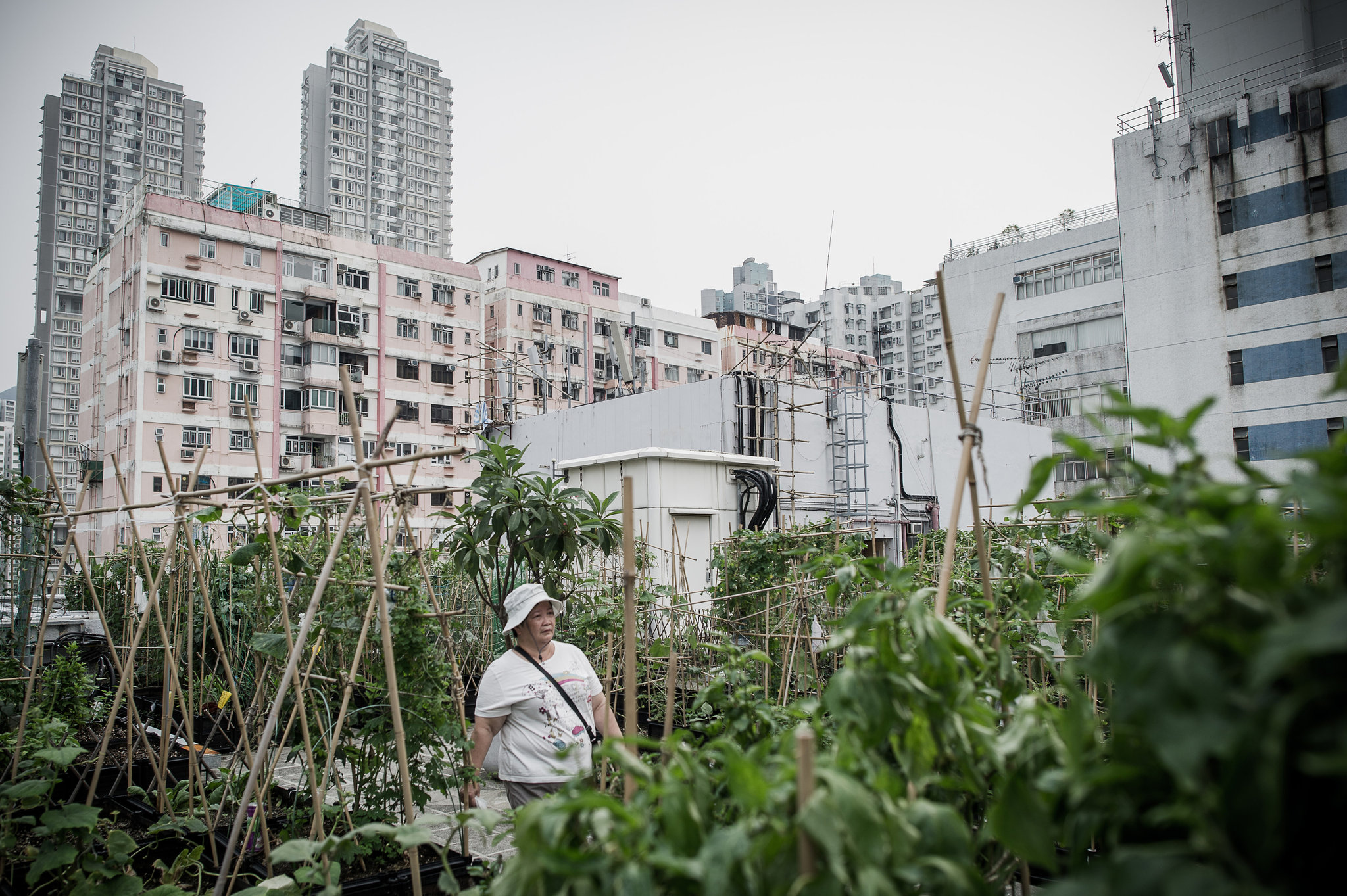 Huertas Urbanas en Hong Kong 