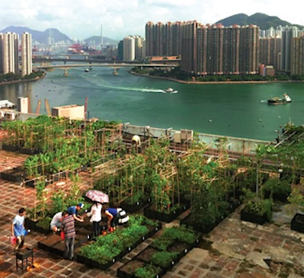 Huertas comunitarias en Hong Kong 