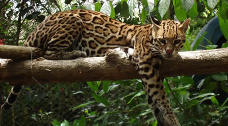 Campeche: Reserva de la Biosfera en Mexico