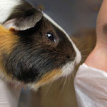 Cruelty Free: Productos no testeados en animales